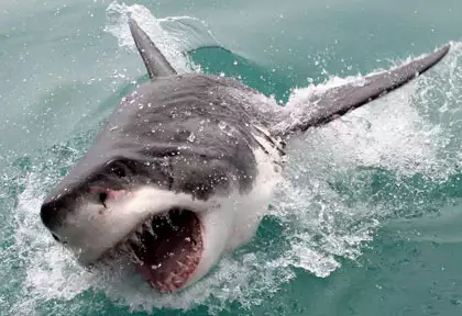 Afrique du Sud : une nageuse de 65 ans tuée par un requin, deux plages fermées
