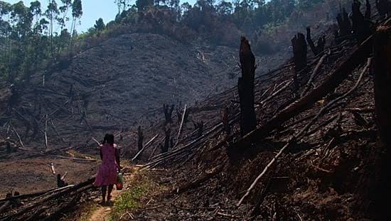 République centrafricaine : la déforestation menace la pêche et les revenus des habitants de Boali