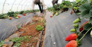 fruits-rouges (1)