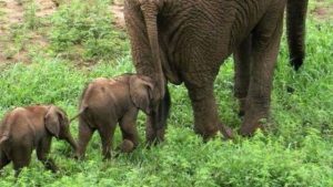 elephant-jumeaux_5175361