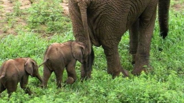 elephant-jumeaux_5175361