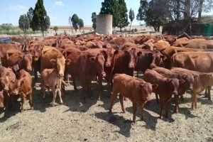 understanding-beef-production-systems2020-11-180