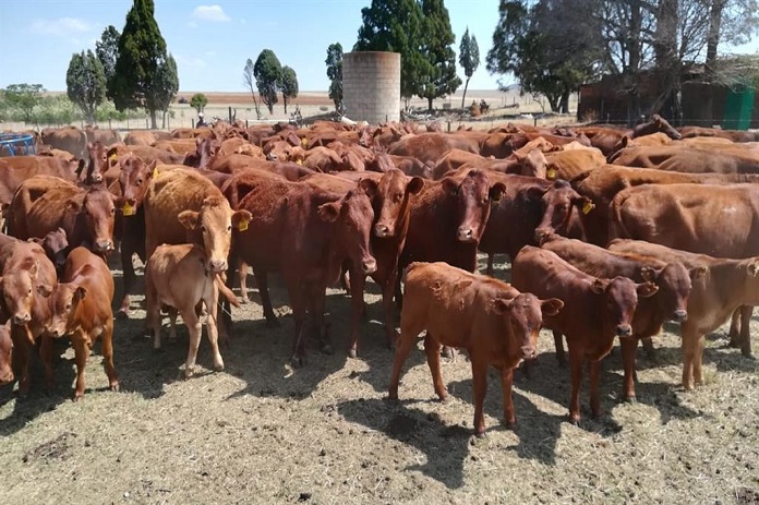 understanding-beef-production-systems2020-11-180