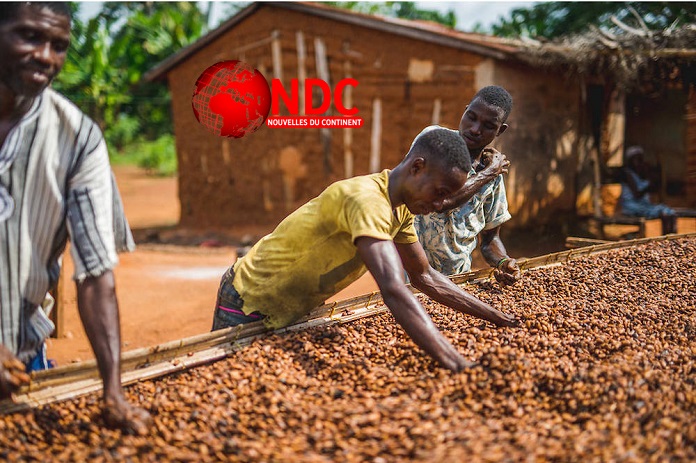 Le planteur ivoirien de cacao ne vit pas décemment de sa production