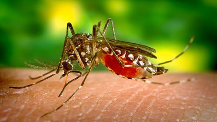 moustique-aedes-aegypti-696x394