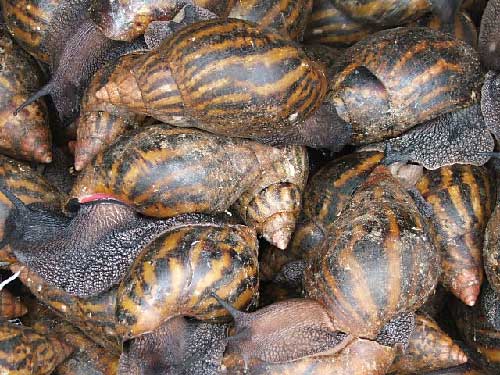 escargots-afrique