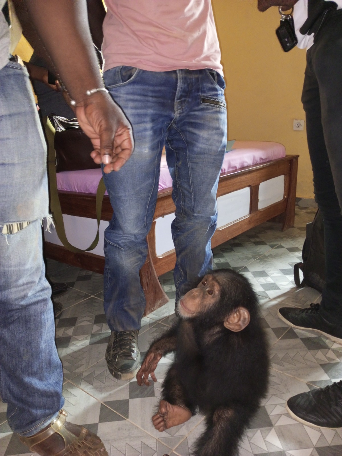Côte d’Ivoire : Un trafiquant d’animaux interpellé avec bébé chimpanzé à Grabo condamné à 2 mois de prison