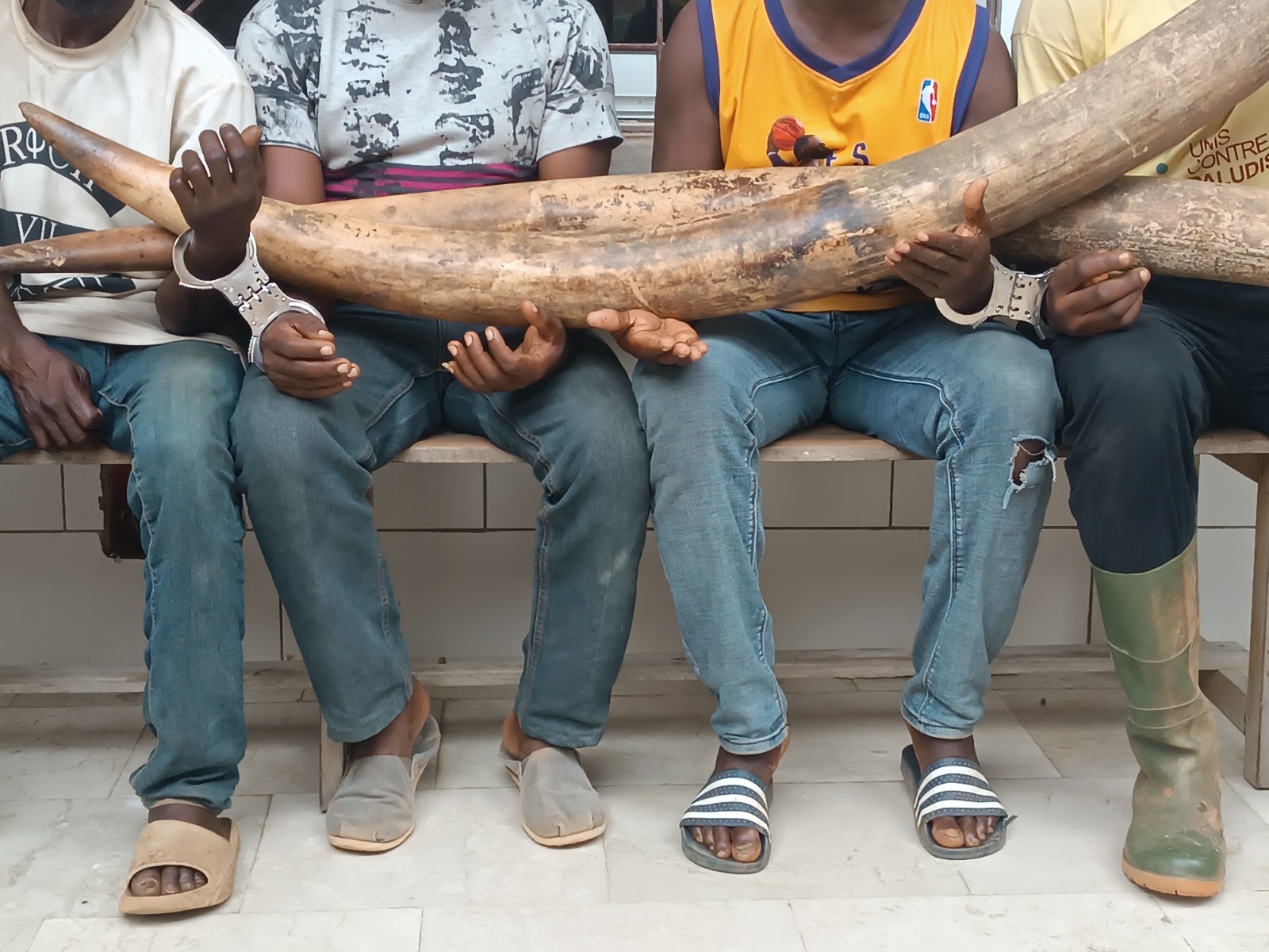 Trafic d’animaux : 4 présumés trafiquants dont un ex-militaire interpellés à Gabiadji avec 2 défenses d’ivoires d’éléphants