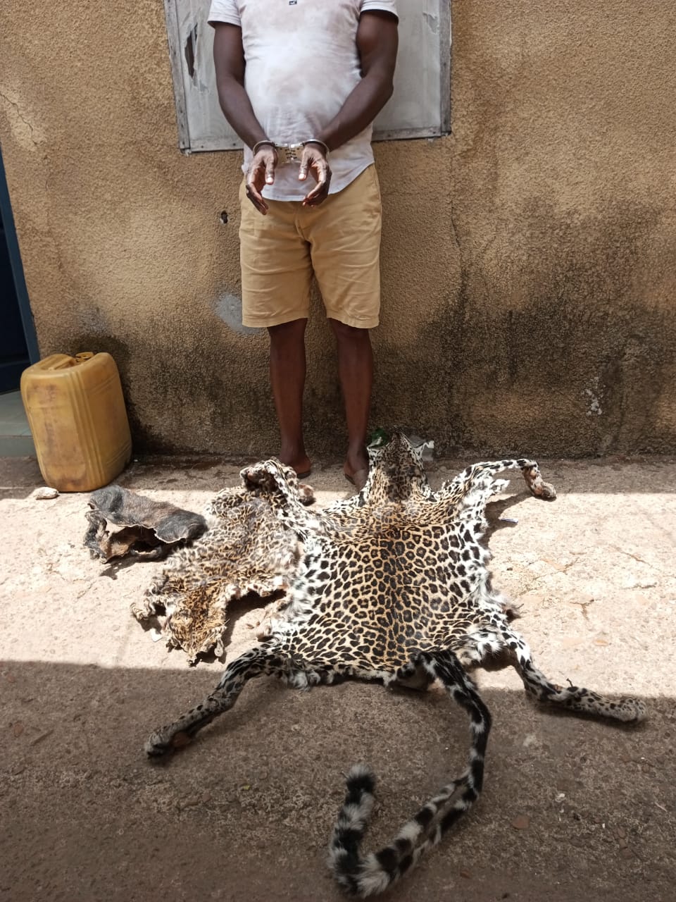 Côte d’Ivoire: Un présumé trafiquant d’animaux interpellé avec 2 peaux de panthères à Soubré