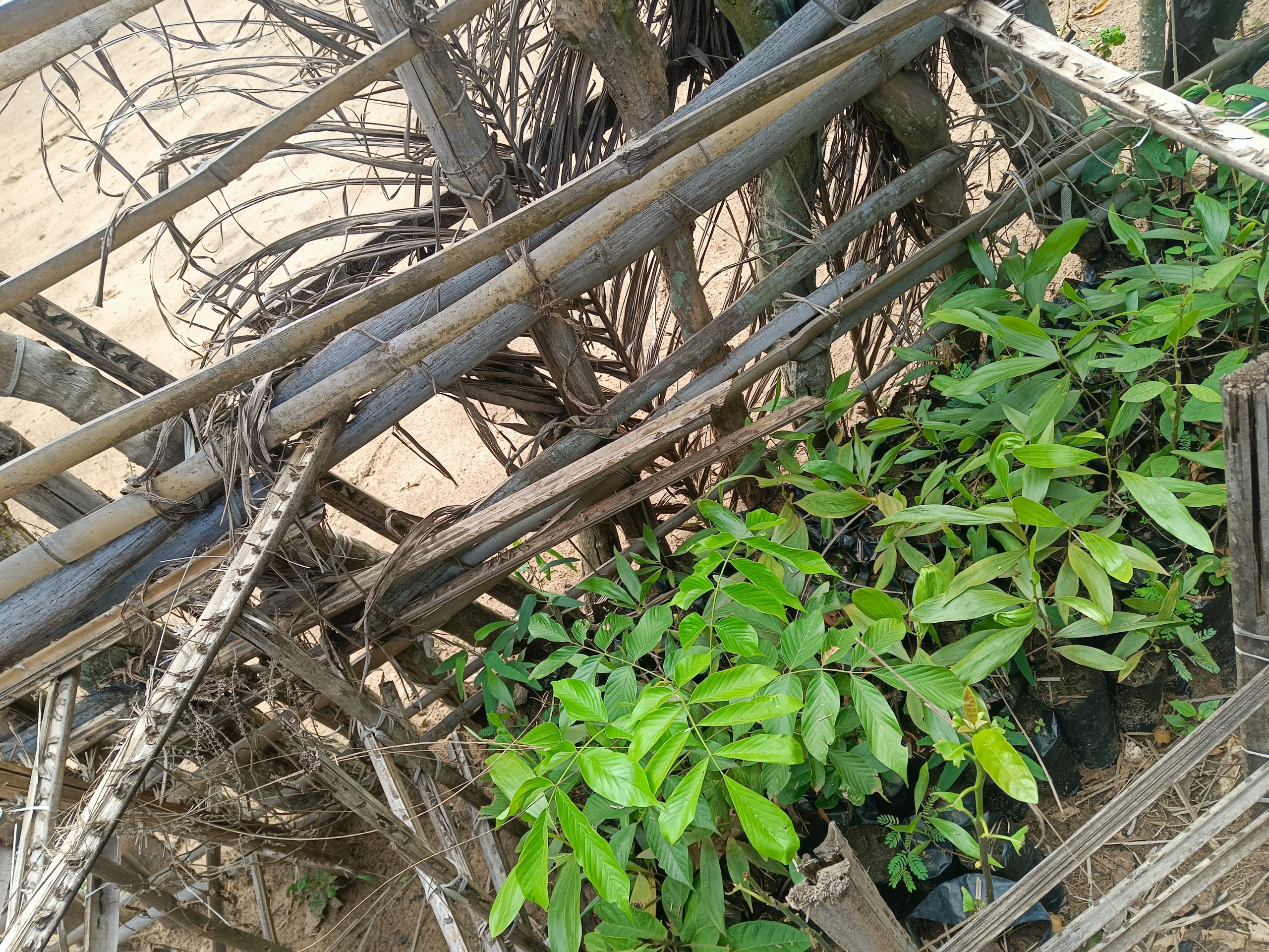 RD Congo : 6800 sachets des plantules pour faire le reboisement et contribuer au développement durable