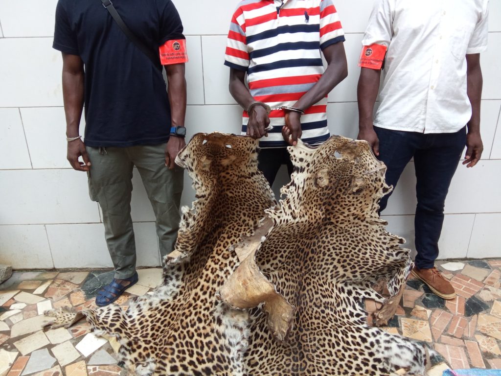 Man : Un présumé trafiquant d’animaux interpellé avec 2 peaux de panthères déféré à Abidjan