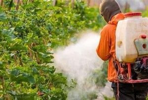 Un atelier sur les risques des pesticides a