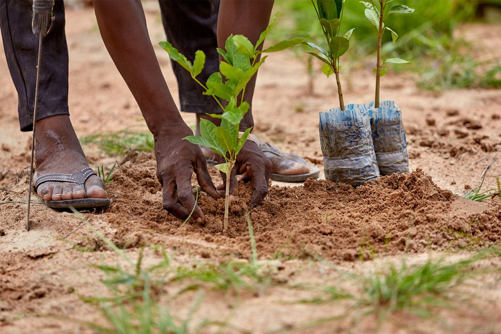 PLANTING ARBRES