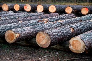 Guinée : suspension de coupe, de transport et d’importation de bois