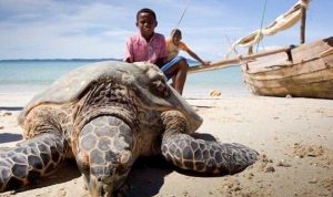 Madagascar: 6 personnes décèdent après consommation de la viande de tortue marine
