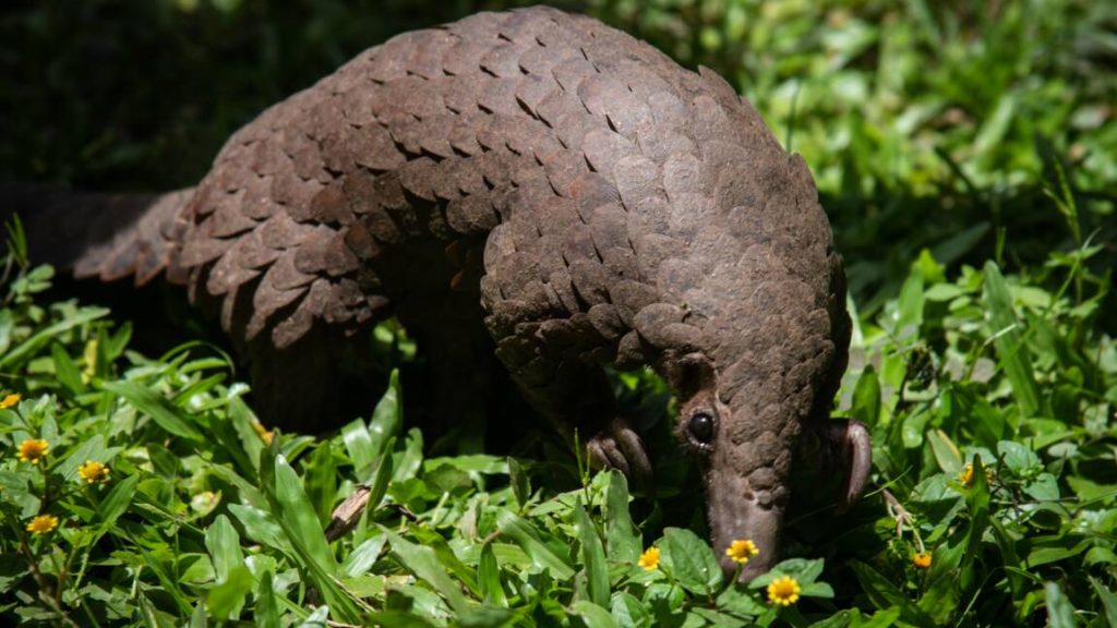 Braconnage: le pangolin d’Afrique en danger