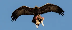 aigle-royal-1140x480.jpg (1)
