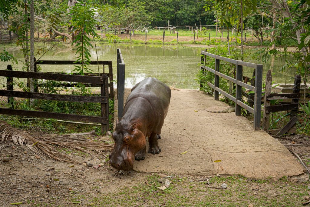 Crise alimentaire : des hippopotames victimes de la malnutrition au Zimbabwe