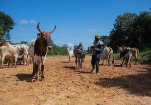 Guinée :  la FAO veut faire pousser une agriculture adaptée au climat