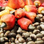Noix de cajou : la guinée-Bissau veut atteindre 200.000 tonnes d’exportation d’ici 2025