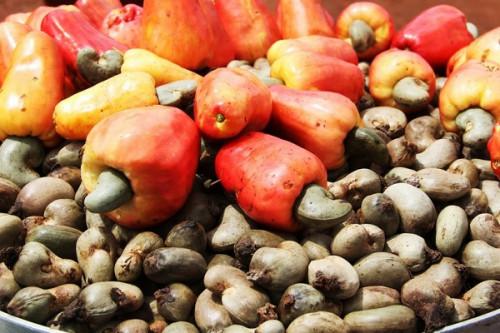 Noix de cajou : la guinée-Bissau veut atteindre 200.000 tonnes d’exportation d’ici 2025