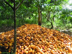 Côte d’Ivoire : un appui de 3 millions USD pour une centrale biomasse issue du cacao
