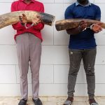 Côte d’Ivoire : du Libéria à Divo, un trafic de 30 kg d’ivoire démantelé