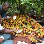 Côte d’Ivoire : la mauvaise qualité du cacao pousse Cargill à suspendre ses activités