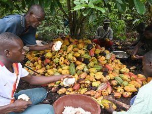 Côte d’Ivoire : la mauvaise qualité du cacao pousse Cargill à suspendre ses activités
